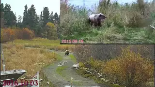 Lone Cub 610 ,Katmai NP