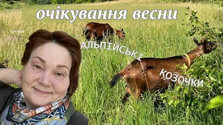 Як жеж привести копита кіз до ладу. Випас в зимку. Альпійські кози