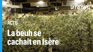 Le réseau albanais faisait pousser son cannabis dans un petit village français