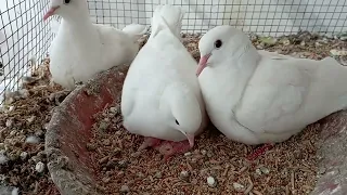 Newly born 2nd Dove Baby🤩🤩🥰🥰 Plz, like, share and Subscribe My Channel🥰🥰