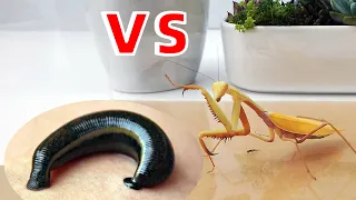 When the golden mantis meets the leech，What will be the result?