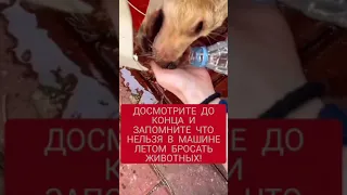 СОБАКА ЧУТЬ НЕ УМЕРЛА В МАШИНЕ !