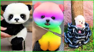 Funny and Cute Dog Pomeranian 😍🐶| Funny Puppy Videos #104