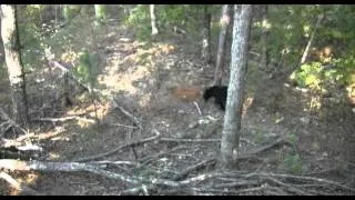 Oklahoma Bear Hunt