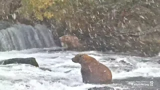 On  This Day In Bear Cam History | Otis Fishes In A Snow Storm