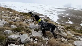 English setter,Hunting,Thëllëza,Coturnice