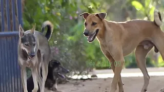 Good  Rural Dogs !! Dog Meeting for the Summer Season in Village.