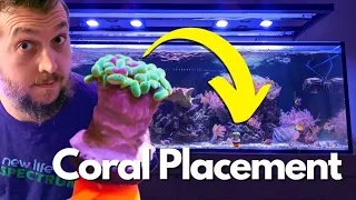 What's The Perfect Coral Placement in a Reef Aquarium? A Beginners Guide