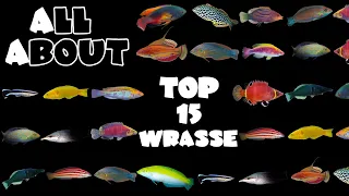 Top 15 Wrasse For A Saltwater Tank