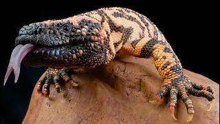 most venomous | wild ones | episode 10 | free documentary nature | Chris khan academy