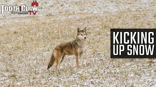 Kicking Up Snow - Coyote Hunting