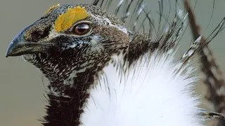 Why Peacocks Have Nothing on the Male Sage Grouse
