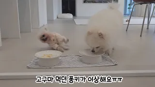 Pongki suddenly fainted while eating a snack :'( What you can do for your puppy!