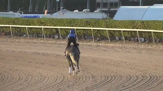 Knicks Go Galloping at Gulfstream for  Pegasus World Cup 2022