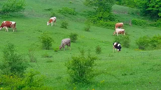 Jeta në fshat, është knaqësi e jetës, kur shijohet natyra në çdo moment!