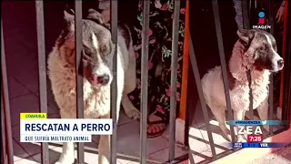 Rescatan a perro que sufría maltrato en Coahuila | Noticias con Francisco Zea