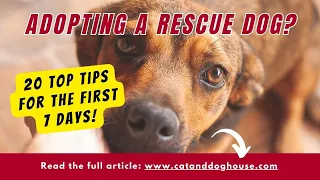 First 7 Days with Your New Rescue Dog: 20 Proven Tips for a Smoother Transition