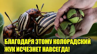 Достал КОЛОРАДСКИЙ ЖУК? Избавляемся От Него Навсегда! / Проверенные Средства От Колорадского Жука