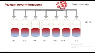 Этапы постановки РГА для определения титра вируса