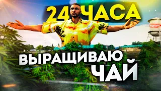 С НУЛЯ до AMG PROJECT ONE #20 / 24 ЧАСА ВЫРАЩИВАЮ ЧАЙ на  / ГТА 5 РП МАДЖЕСТИК / GTA 5 RP MAJESTIC