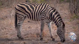 Safari in South Africa - Day 3 Morning - 4K HDR