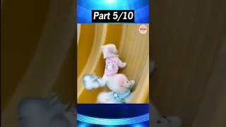 Tik Tok Chó Phốc Sóc Mini 😍 Funny and Cute Pomeranian  Part 5 #shorts