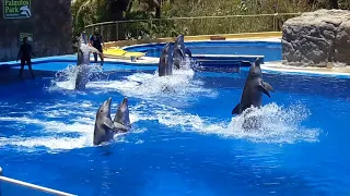 Dolphin show. Gran Canaria. Palmitos park. Spain. Шоу дельфинов- Пальмитос парк- Канары- Испания