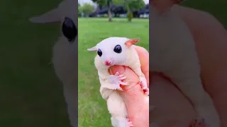 Sugar glider playing with owner
