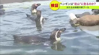 フンボルトペンギンは"岩山"に登るのか？ おたる水族館で"プール"がリニューアル！ ペンギンたちは見向きもしなかったが… (23/06/25 09:00)