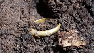 AMAZING MEDIEVAL GOLD!!! Metal Detecting Germany