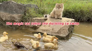 Mother duck was surprised!The kitten actually led the duckling to swim in the river.Cute and funny