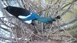 240317 magpie nest building, progress