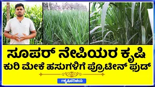 Super Napier grass farming in Karnataka  ಸೂಪರ್ ನೇಪಿಯರ ಕಡ್ಡಿ ಮತ್ತು ಅದರ ಅನುಕೂಲಗಳು
