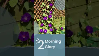 Fast Growing Flowering Vines For Trellis #youtubeshorts #shorts #ytshorts