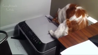 Кошки и принтеры 2 (Cats vs printers Funny cat compilation)