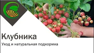 Клубника подкормка без химии