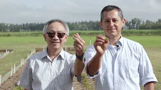 Lingonberries: A promising crop