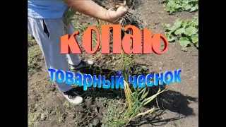 Копаю чеснок  Состояние товарного чеснока