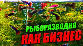 Рыборазводня как бизнес! Аквариумные рыбки РАЗВЕДЕНИЕ и ПРОДАЖА!