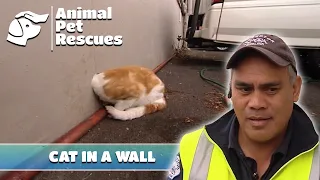 Saving a Cat with its Head Stuck in a Wall | Full Episode | Animal Pet Rescues