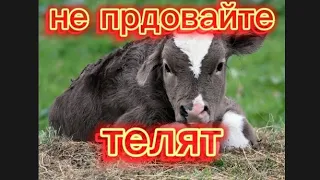 не продавайте телят!