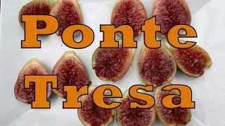 Fig Variety Review: Ponte Tresa