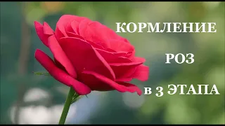 Схема кормления Роз в 3 этапа. Елена Иващенко