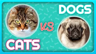 Angry Cats VS Dogs Funny Compilation 2020 !!!