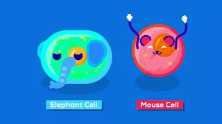 How to Make an Elephant Explode with Science – The Size of Life 2