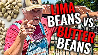 Which Should You Be Growing | Lima Beans OR Butter Beans