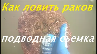 how crayfish are caught in Ukraine || the fisherman