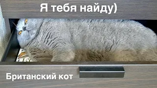 Я ИЩУ КОТА  / I'm looking for a cat