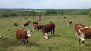 Ферма. Как все начинали...