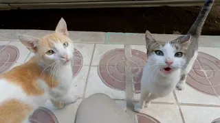 Two cute stray cats with a very pretty face.